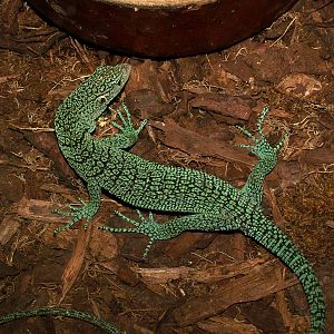 Biak Tree Monitor at Prague Terrarium, 26/08/12
