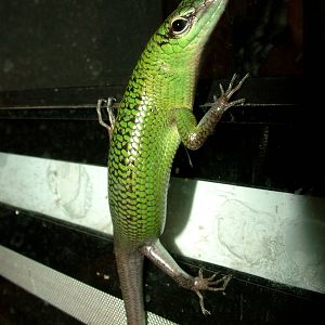 Emerald Skink at Prague Terrarium, 26/08/12