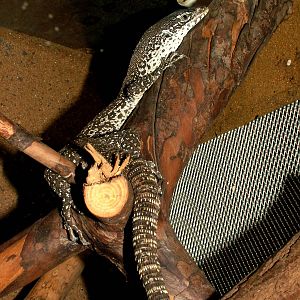 New Guinea Spotted Tree Monitor at Prague Terrarium, 26/08/12