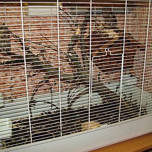 European Scops Owl Exhibit at Prague Terrarium, 26/08/12