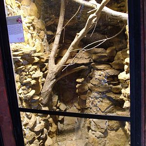 Dwarf Mongoose Exhibit at Prague Terrarium, 26/08/12