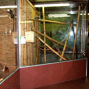 Callitrichid Exhibits at Prague Terrarium, 26/08/12