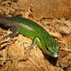 Emerald Skink at Prague Terrarium, 26/08/12