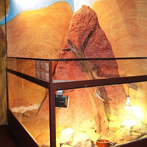 Agama/Tortoise Exhibit at Prague Terrarium, 26/08/12