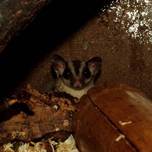 Papuan Sugar Glider at Prague Terrarium, 26/08/12