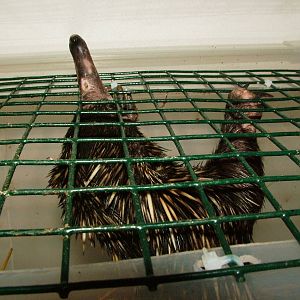 New Guinea Short-beaked Echidna Off-show at Prague Terrarium, 26/08/12