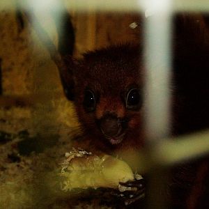 Red Giant Flying Squirrel Off-show at Prague Terrarium, 26/08/12