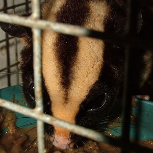 Striped Possum Off-show at Prague Terrarium, 26/08/12