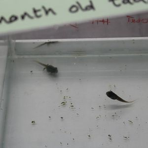 3 month old lemur leaf frogs