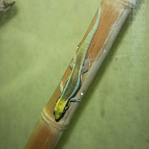 Yellow-headed day gecko
