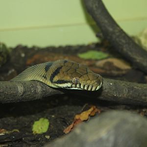 Amethystine python