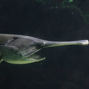 Mississippi paddlefish