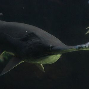 Mississippi paddlefish