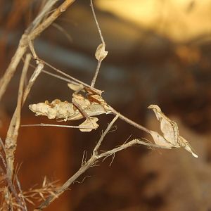 Indian violin mantis