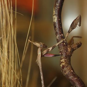 Indian violin mantis