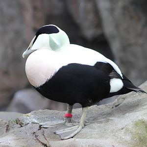 Common eider