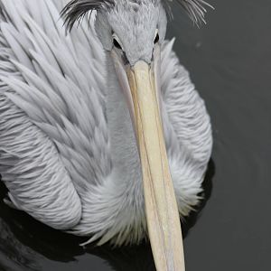 Pink-backed pelican