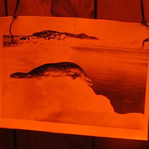 Leopard Seal - Kelly Tarlton's 2012