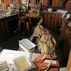 King Penguin Skeleton - Kelly Tarlton's 2012