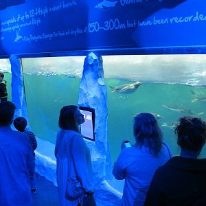 Penguin Underwater Viewing - Kelly Tarlton's 2012