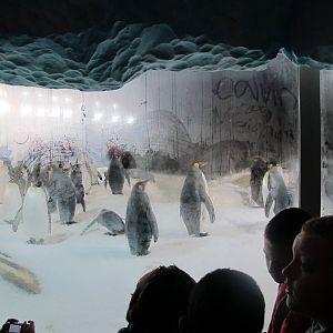 Penguin Enclosure - Kelly Tarlton's 2012