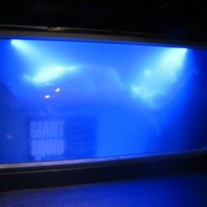 Giant Squid - Kelly Tarlton's 2012