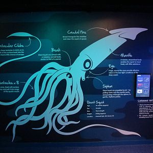 Giant Squid Signage - Kelly Tarlton's 2012
