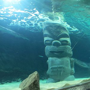 Shark Tunnel Head - Kelly Tarlton's 2012