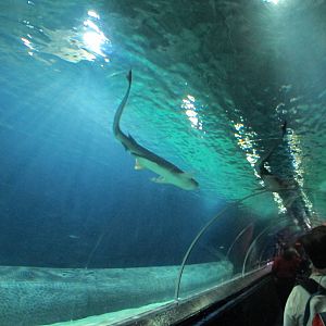 Shark Tunnel - Kelly Tarlton's 2012