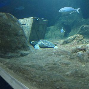 Green Sea Turtle - Kelly Tarlton's 2012