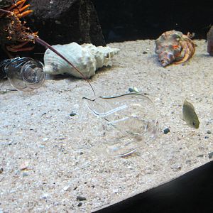 Hermit Crabs - Kelly Tarlton's 2012