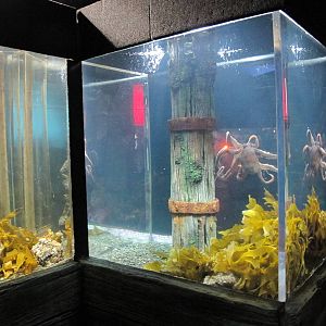 Octopus Tanks - Kelly Tarlton's 2012