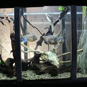 Piranha Tank - Kelly Tarlton's 2012