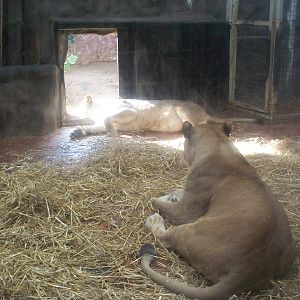 interior of old lion house day area!