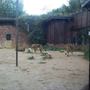 old lion enclosure