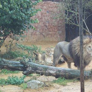 old lion enclosure