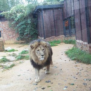 another view of the lion enclosure