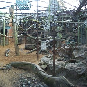 old Patas monkey enclosure