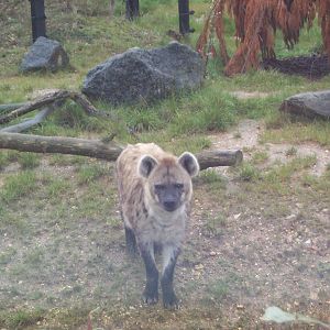 spotted hyena