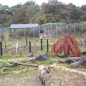 spottedheyena enclosure