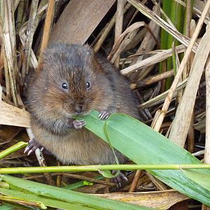 Wild water vole, 17th October 2012