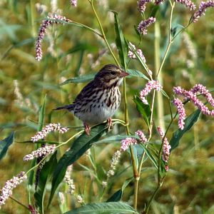 Savannah Sparrow
