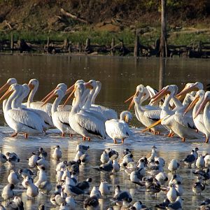 Franklin's Gulls and American White Pelcians