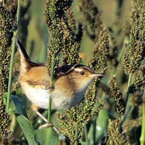 Marsh Wren