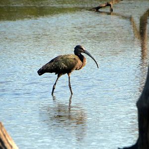 White-faced Ibis