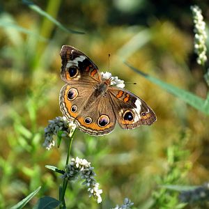 Common Buckeye