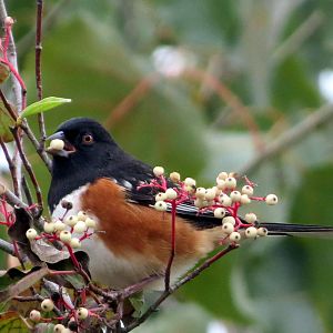 Eastern Towhee x Spotted Towhee