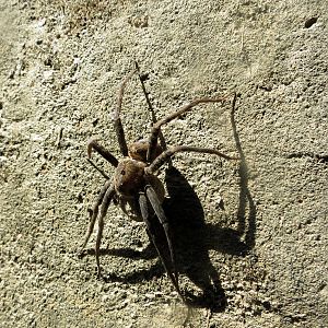 Banded Fishing Spider