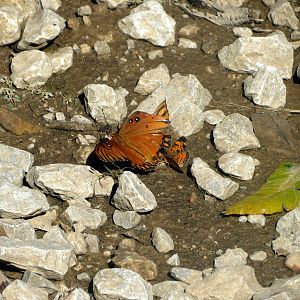 Gulf Fritillary
