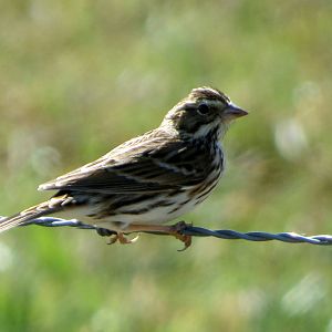 Savannah Sparrow